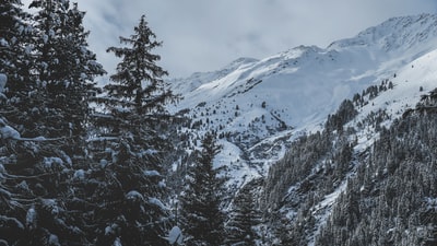 树和山覆盖着雪的照片
